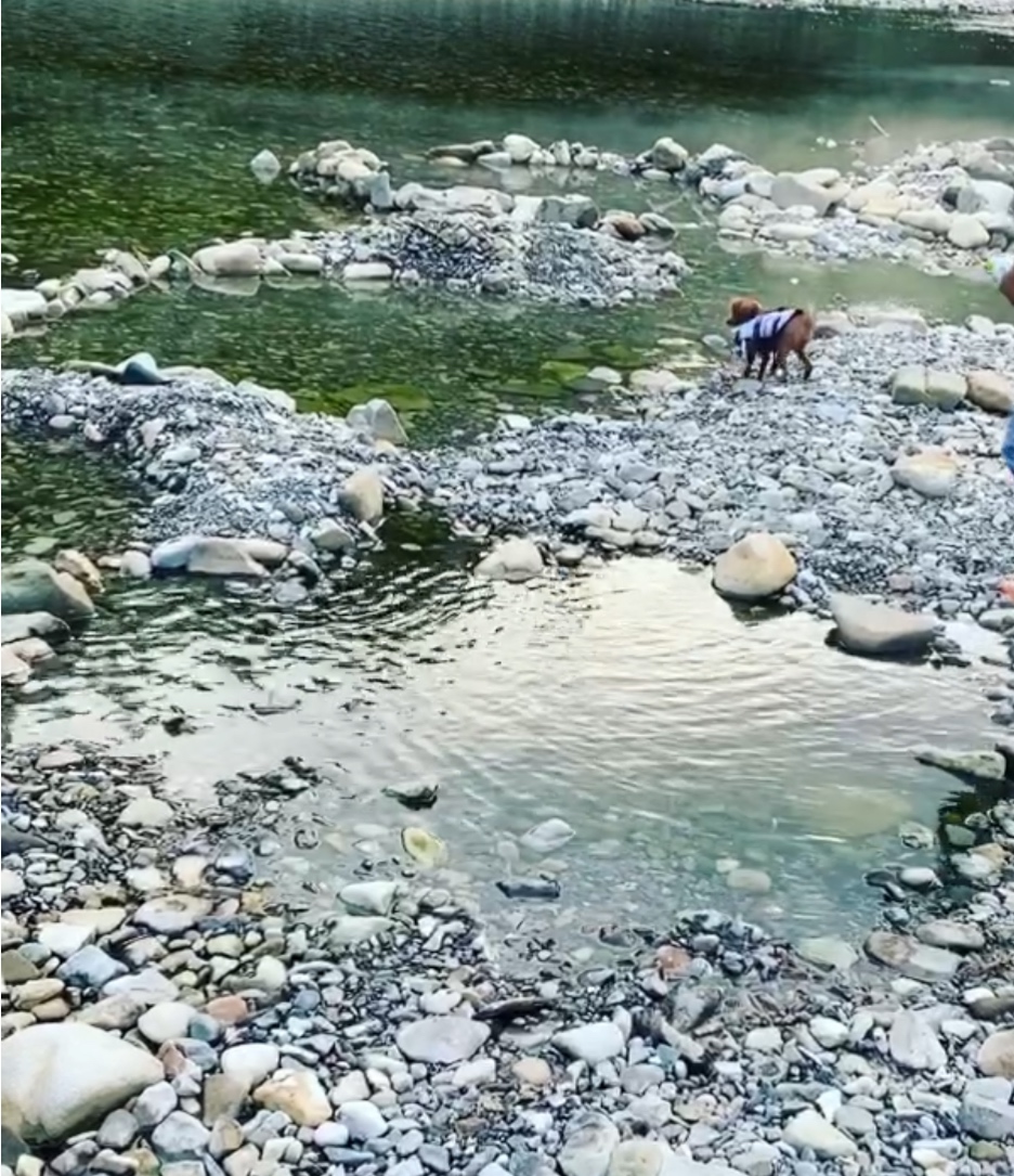 【和歌山】愛犬と1度は行ってみたい湧き出す天然温泉！～川湯温泉～