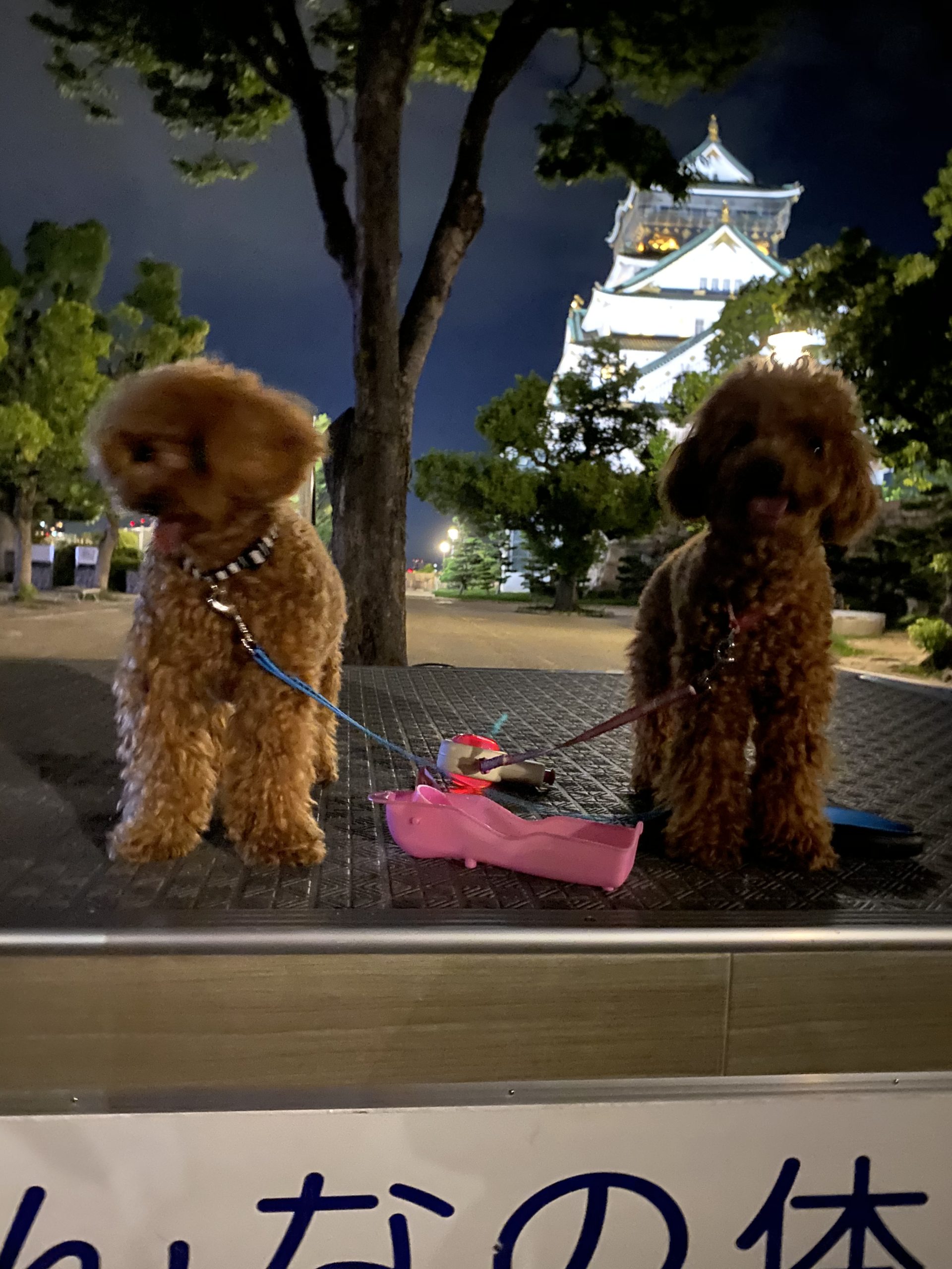 愛犬と幻想的な夜の大阪城公園を散策！！