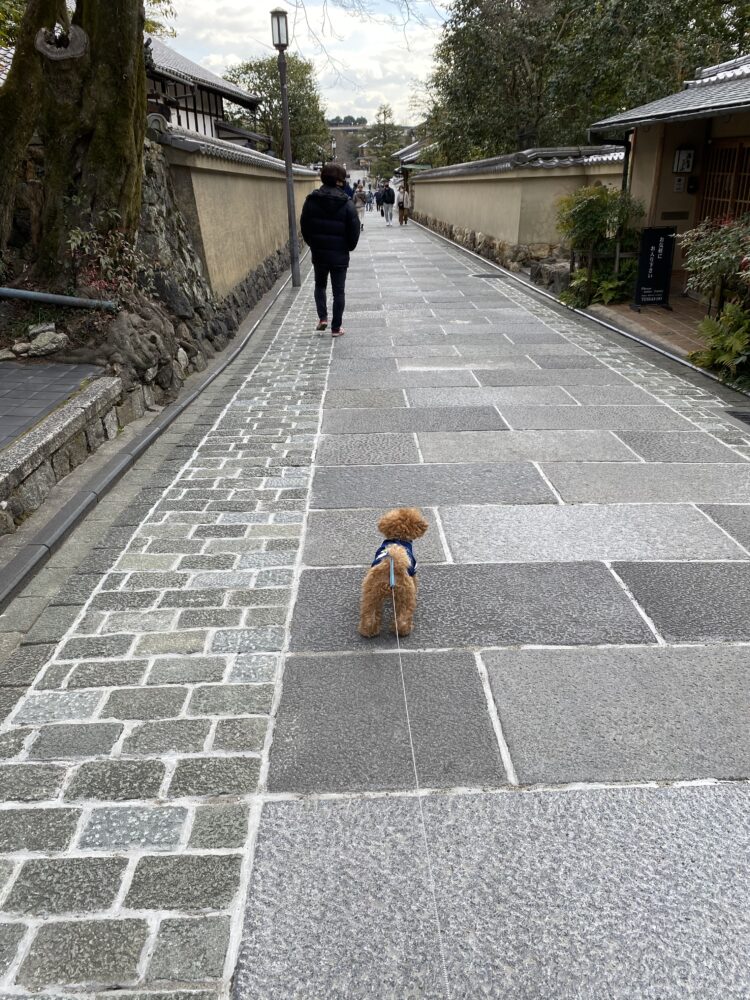 京都の歴史ある「ねねの道」周辺を愛犬と散策！情緒あふれる石畳の美しい小路