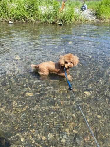 【大阪】森林浴スポット摂津峡で愛犬と一緒に夏を楽しむ散策＆川遊び！