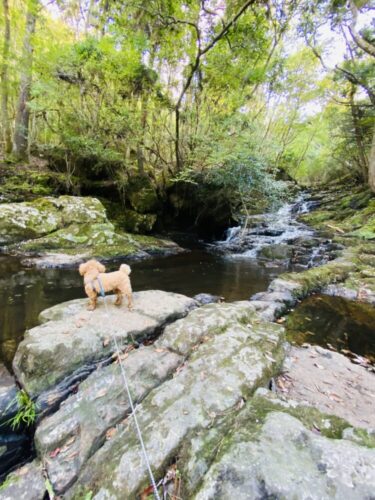 【京都】るり渓自然公園は愛犬とお散歩＆川遊びを楽しめる秘境の観光スポット！！