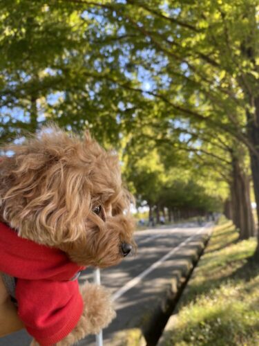 【滋賀県】ドラマのワンシーンのようなメタセコイヤの並木道を愛犬と一緒にお散歩！！