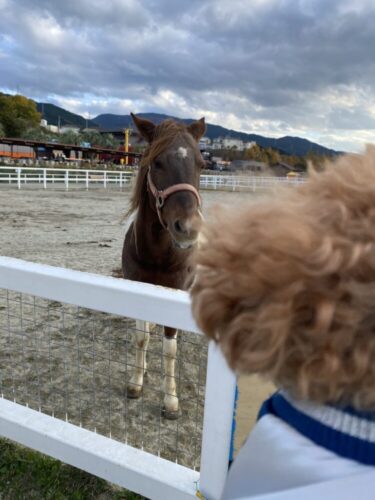 【大阪】雄大な大自然を感じてさまざまな動物との心の触れ合いを愛犬と一緒に楽しめるワールド牧場！