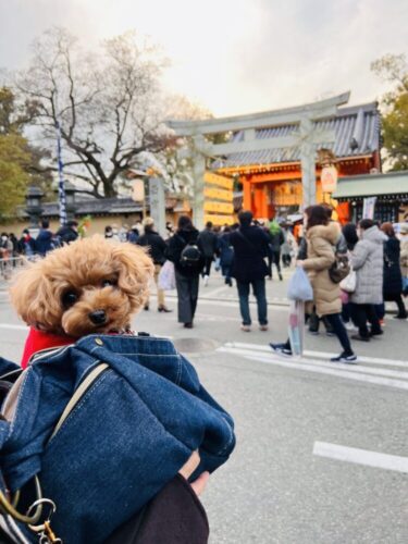 【兵庫】十日戎は愛犬と一緒に商売繁盛祈願！福男選びで有名な西宮神社を楽しもう！！