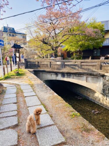 【京都】愛犬と一緒に素敵なお散歩！四季折々の景色を楽しめる哲学の道