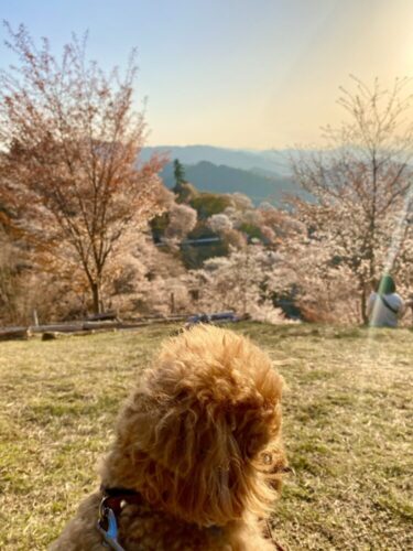 【奈良】愛犬と一緒に優雅なお花見を楽しめる日本一美しい「吉野山千本桜」