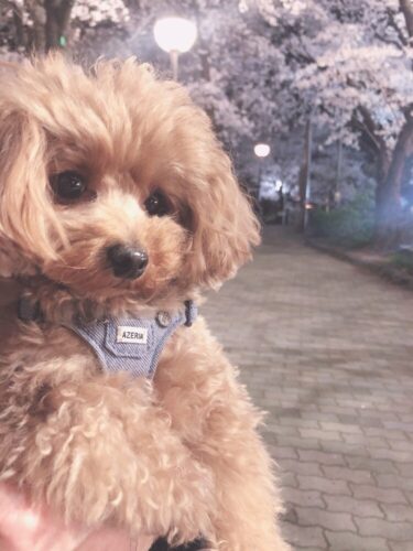 【京都】愛犬と一緒に美しい夜桜のスポット白川通を歩く