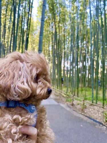 【京都】1度は行ってみたい嵐山は観光スポットの宝庫！愛犬と風景を楽しむお散歩