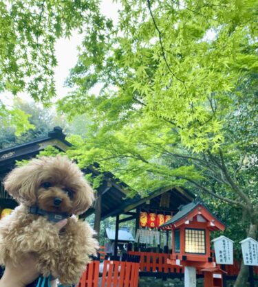 【京都】愛犬と一緒に幻想的な竹林の景色に溶け込む野宮神社をお参り