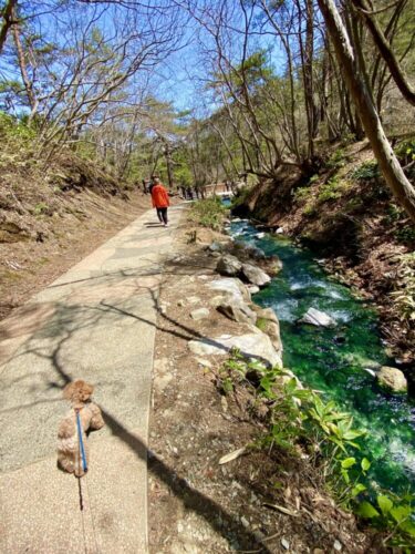 【群馬県】源泉が湧き出る自然の川を愛犬とお散歩！想像を超える幻想的な風景