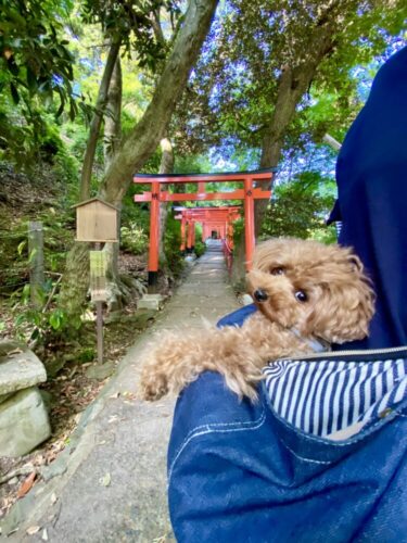 【京都】愛犬と一緒に神秘的な絶景のパワースポットへ！由緒ある上賀茂神社