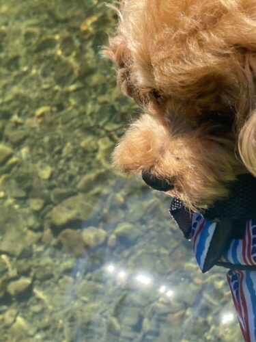 【奈良県】驚くほど透き通った美しい川で愛犬と一緒に川遊び！！