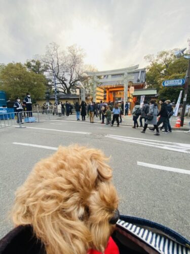 【兵庫】西宮のえべっさん・西宮神社を愛犬と一緒にまったり参拝！