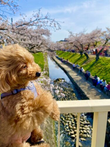 【奈良県】愛犬と四季折々の景色が楽しめる公園でお散歩を楽しもう！