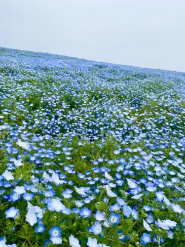 【大阪】愛犬と一緒にネモフィラが作る青の世界へ！！夢の中のような景色を楽しもう！！